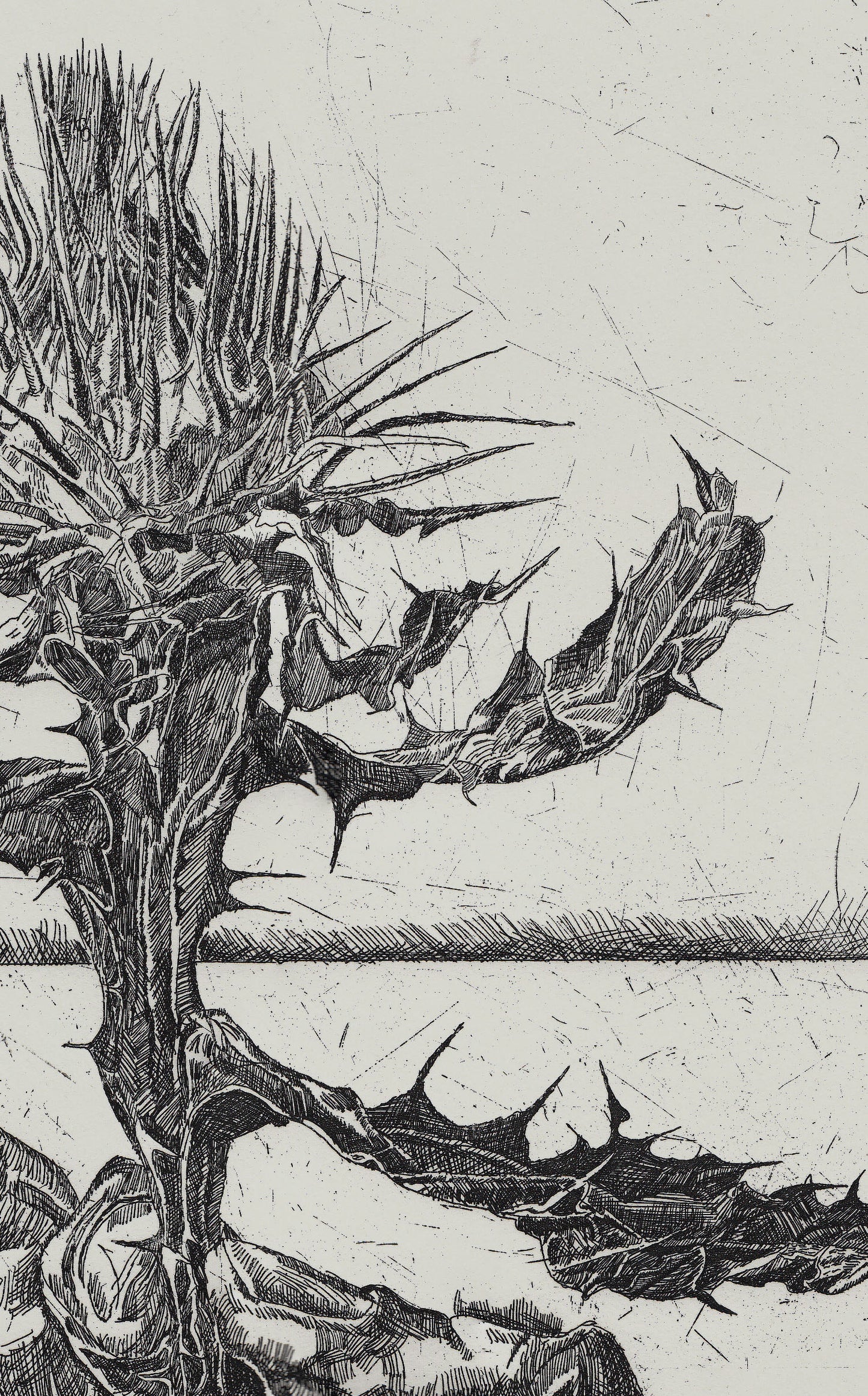 Thistle etching